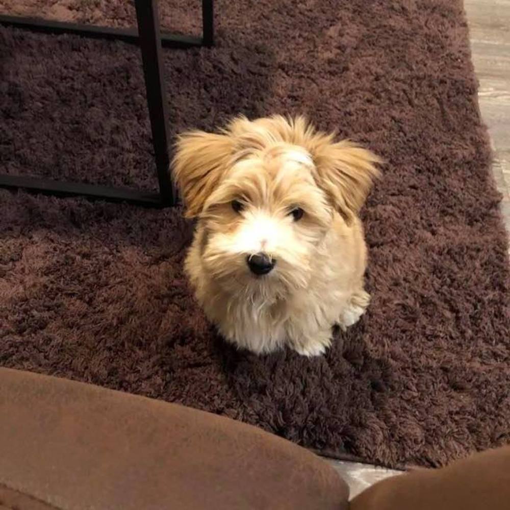 Meet your Posher, Rose